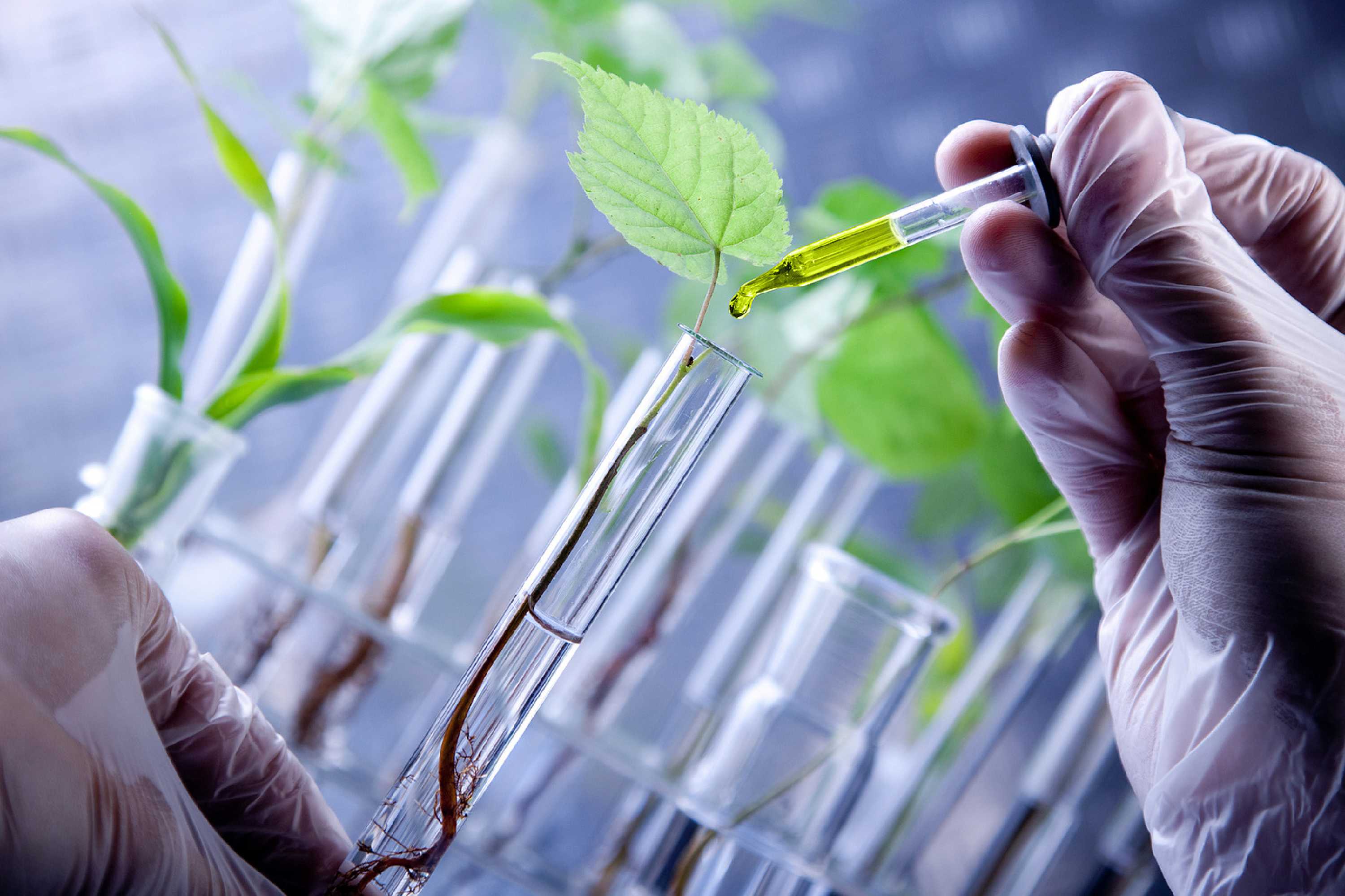 Expertos: hay presiones para avalar los cambios a biotecnologías agrícolas